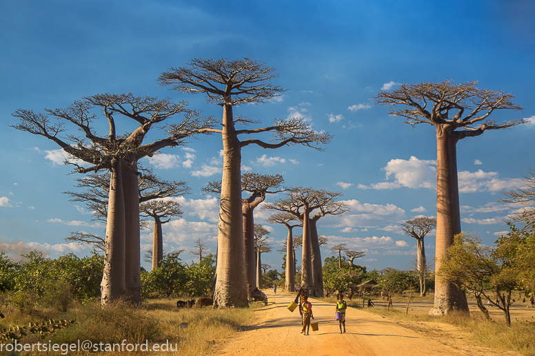 baobab